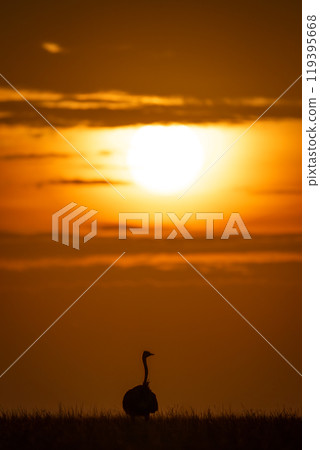 Female common ostrich on horizon at sunset 119395668