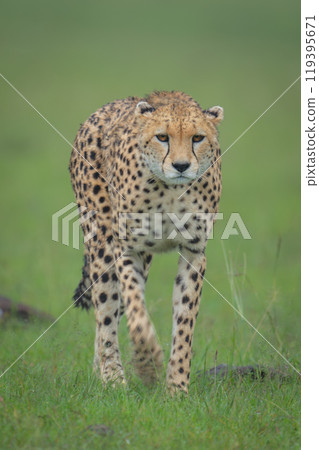 Female cheetah walks towards camera between rocks Female cheetah walks towards camera between rocks 119395671