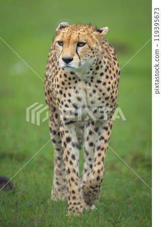 Female cheetah walks toward camera lifting forepaw Female cheetah walks toward camera lifting forepaw 119395673