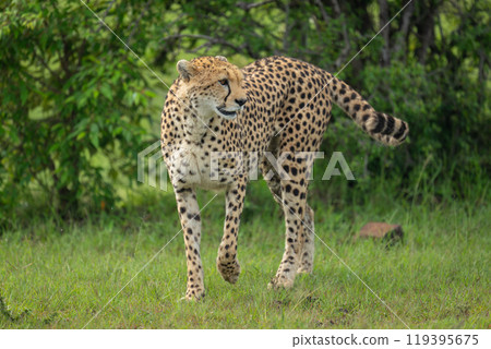 Female cheetah walks to camera lifting forepaw 119395675