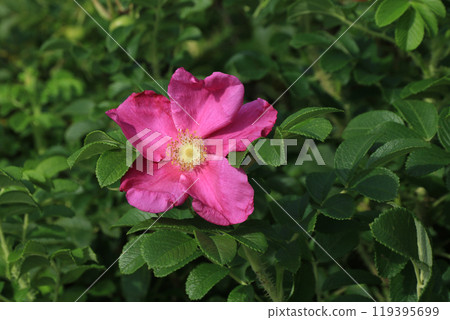 Pink wild rose growing in Rogaland, Norway. 119395699