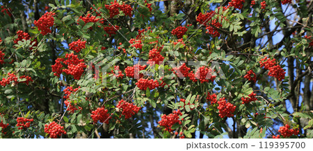 Detail of a red rowan berry tree growing in Rogaland, Norway. Detail of a red rowan berry tree growing in Rogaland, Norway. 119395700