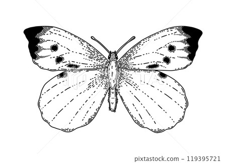Butterfly sketch style. Hand drawn black decorative element, insect black silhouette. Monochrome monarch exotic moth. Elegant tattoo design. Summer bug. Scrapbook decor. Vector isolated illustration Butterfly sketch style. Hand drawn black decorative element, insect black silhouette. Monochrome monarch exotic moth. Elegant tattoo design. Summer bug. Scrapbook decor. Vector isolated illustration 119395721