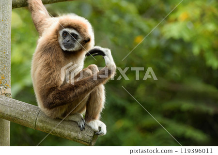 lar gibbon white-handed gibbon, an endangered primate in the gibbon family 119396011