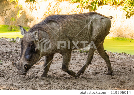 common warthog, standing very near by common warthog, standing very near by 119396014