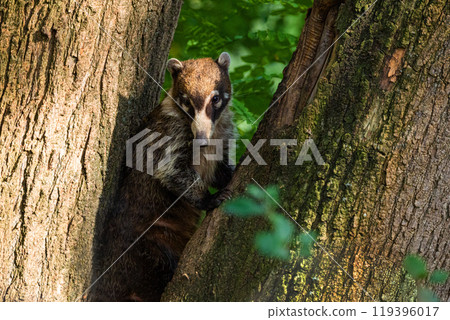 South American Coati, or Ring-tailed Coati Nasua nasua 119396017