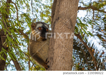 Red-bellied Lemur - Eulemur rubriventer, Cute primate. 119396022