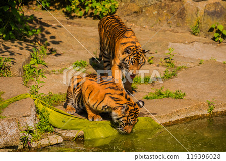 critically endangered Sumatran tiger 119396028