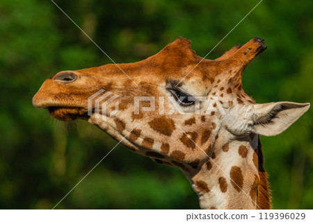 Giraffe in selective focus on green natural background 119396029