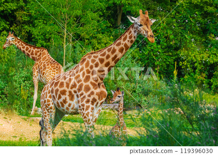 Giraffe in selective focus on green natural background 119396030