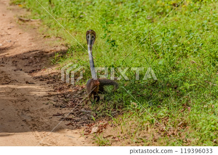 mongoose fights with an aggressive cobra in the wild 119396033