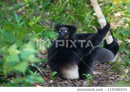Lemur Indri indri, babakoto largest lemur from Madagascar Lemur Indri indri, babakoto largest lemur from Madagascar 119396034
