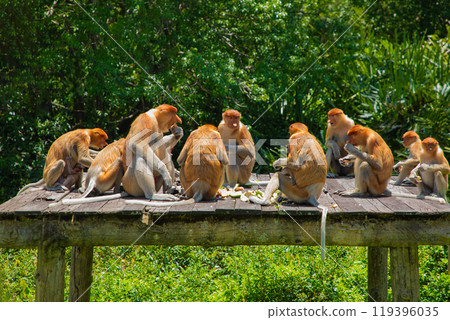 Proboscis Monkey Nasalis larvatus in mangrove rain forest 119396035