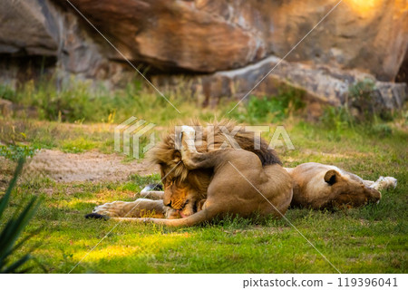 Pair adult Lions playing in zoological garden 119396041