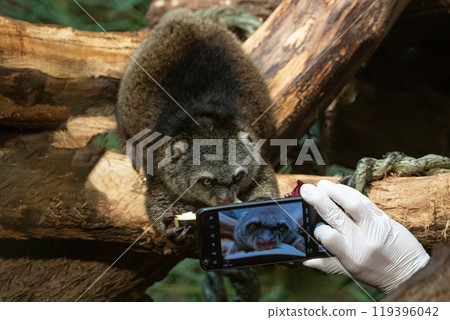 cute wild bear cuscus aulirops ursinus arboreal 119396042
