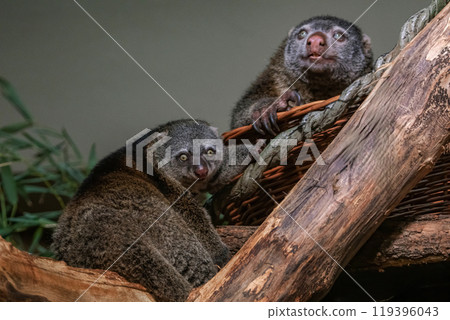 cute wild bear cuscus aulirops ursinus arboreal 119396043