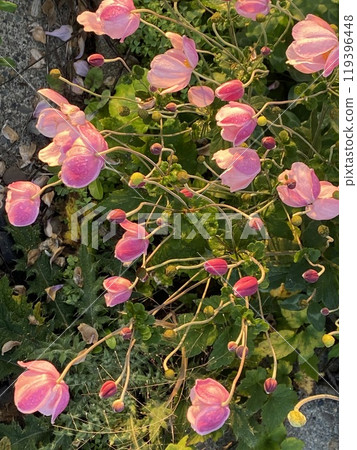 Shinki chrysanthemum of pink 119396448