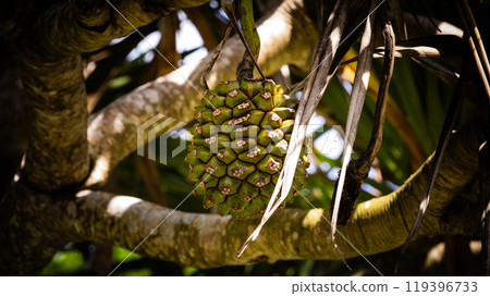 Plants of Okinawa Plants of Okinawa 119396733