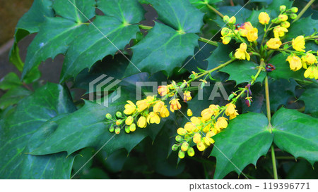 冬青黃花景觀 冬青黃花景觀 119396771