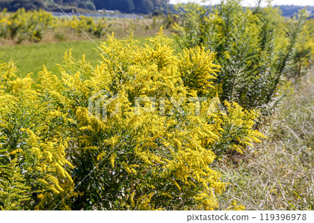 Solidago altissima blooming on a rural footpath 119396978