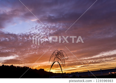 秋天的日出穿過潘帕斯草的景象 119396983