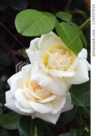 Beautiful yellow roses Beautiful yellow roses 119397019
