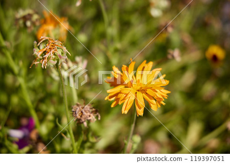 Vibrant Orange Wildflower in Natural Setting 119397051