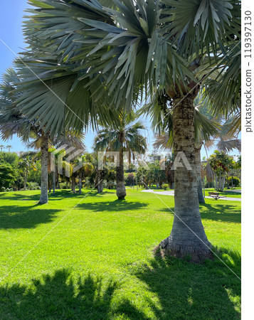 Bismarckia Nobilis palm trees in a park in Maspalomas, Gran Canaria. Wallpaper background Bismarckia Nobilis palm trees in a park in Maspalomas, Gran Canaria. Wallpaper background 119397130