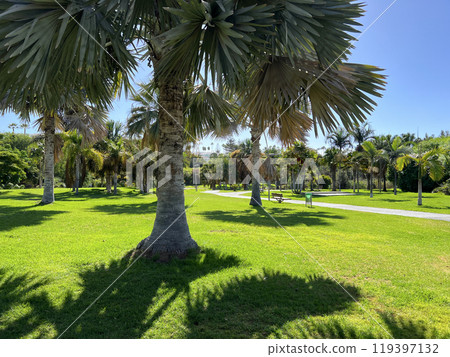 Bismarckia Nobilis palm trees in a park in Maspalomas, Gran Canaria. Wallpaper background 119397132