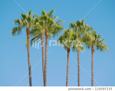 Washingtonia Robusta palm trees at the background of the blue sky. Wallpaper background 119397135