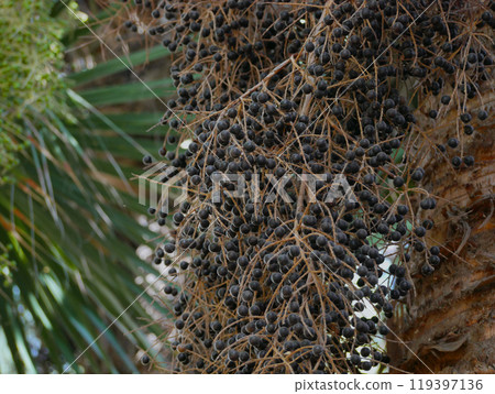 Close up of seeds of Copernicia Alba palm tree Close up of seeds of Copernicia Alba palm tree 119397136