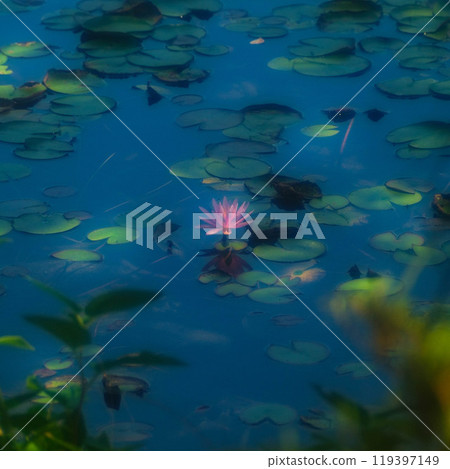 Lotus flowers like those in Monet's paintings 119397149