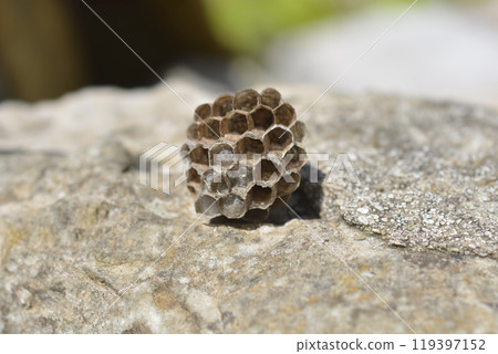 Paper wasp nest 119397152