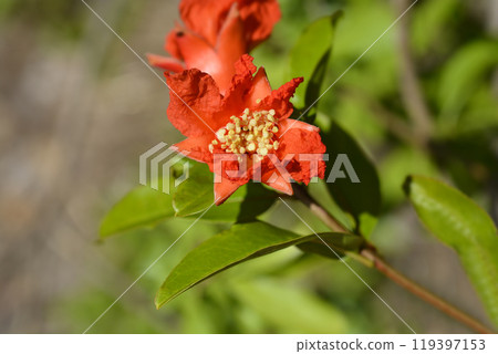 Pomegranate 119397153