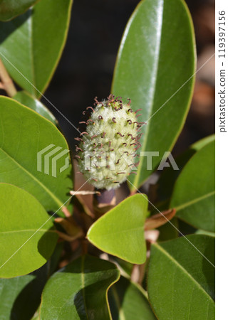 Southern magnolia Southern magnolia 119397156