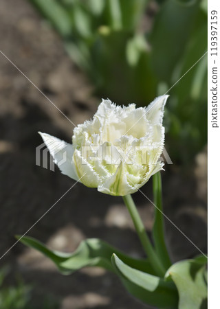 Tulip Snow Crystal Tulip Snow Crystal 119397159