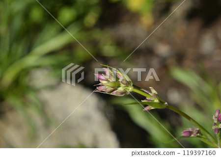 Sticky catchfly Sticky catchfly 119397160
