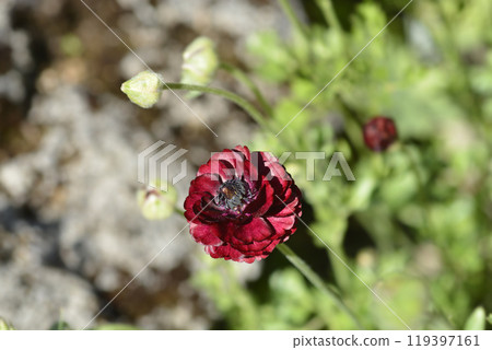 Persian Buttercup Persian Buttercup 119397161