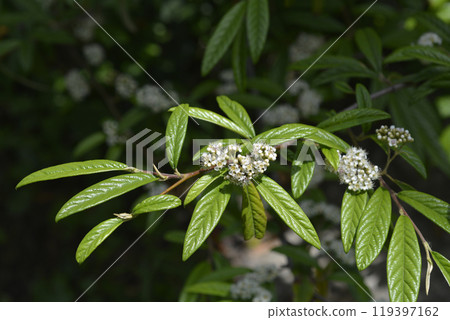 Willow-leaved cotoneaster Willow-leaved cotoneaster 119397162