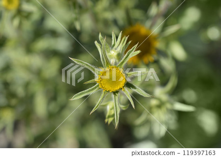 Spiny starwort Spiny starwort 119397163