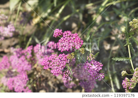 Pink Yarrow Pink Yarrow 119397176