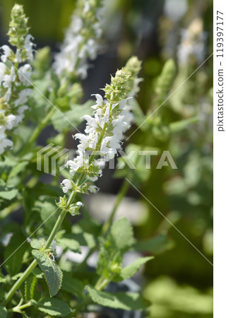 Balcan clary Salute White Balcan clary Salute White 119397177