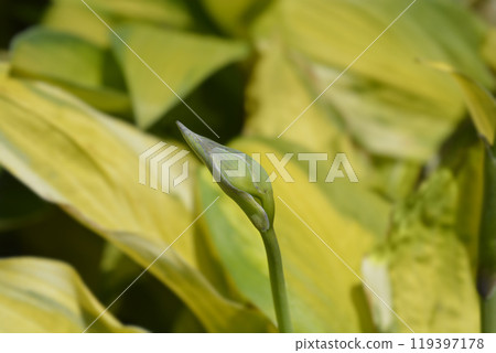 Plantain lily Captains Adventure 119397178