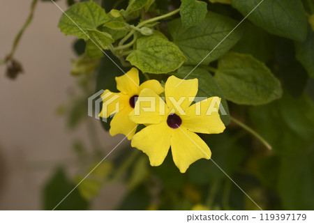 Black-eyed Susan vine 119397179