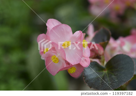 Begonia Big Begonia Big 119397182