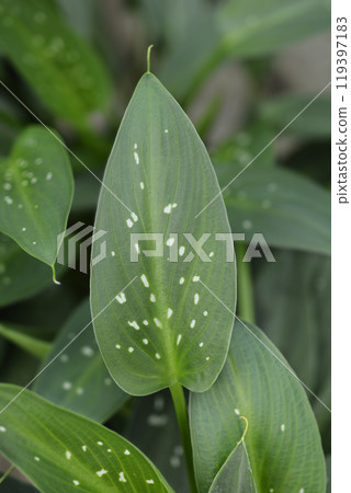 Garden calla lily 119397183