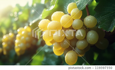 果園的葡萄 119397350