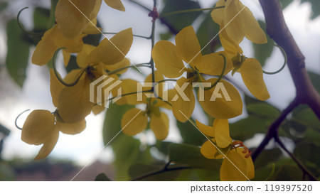 阿勒勃花-風景照 119397520