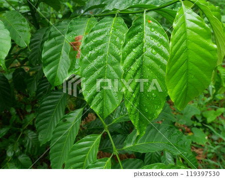The shiny surface of the leaf just spring, Green bush leaf of young Robusta coffee tree planted with water drops, Freshness of plants after rain fall 119397530