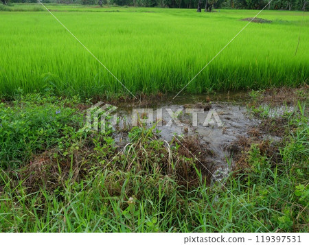 Water flowing out of green field, Cereal crop with paddy rice ears, Agriculture in Thailand 119397531
